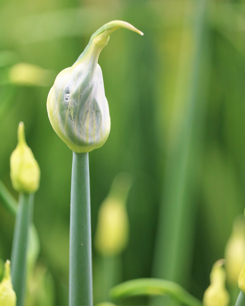 May 17: Egyptian Onions by daisymiller