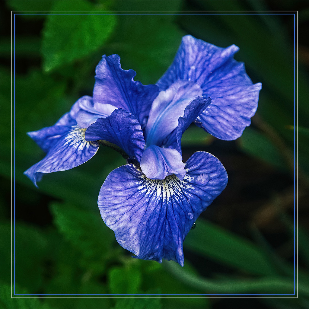 Blue Iris by gardencat