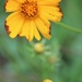 May 18: Old and New Coreopsis by daisymiller