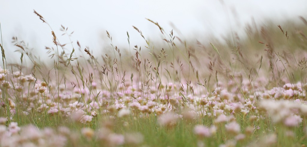 More Sea Thrift ... and Grass by motherjane
