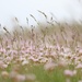 More Sea Thrift ... and Grass by motherjane
