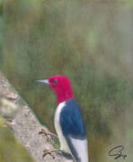 8th Jun 2021 - Redheaded Woodpecker