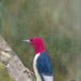 Redheaded Woodpecker by skipt07
