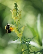 10th Jun 2021 - June 10: Bee on Butter & Eggs