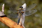 9th Jun 2021 - ANOTHER FOUR SPOTTED CHASER
