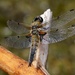 ANOTHER FOUR SPOTTED CHASER by markp
