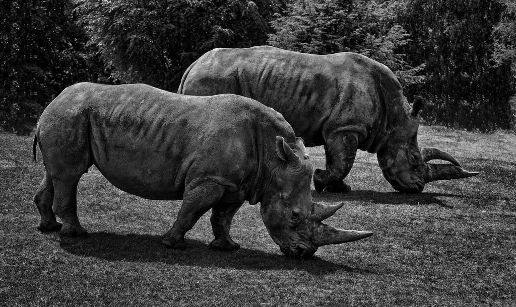 0607 - White Rhinoceros by bob65