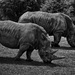0607 - White Rhinoceros by bob65