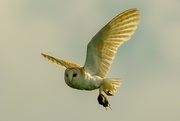 11th Jun 2021 - Barn Owl with prey.