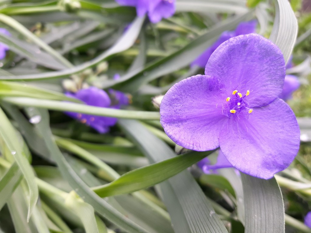 Purple Flower by julie