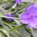 Purple Flower by julie