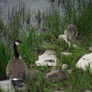 11th Jun 2021 - Family by the River