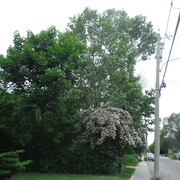 11th Jun 2021 - Tree and Flowering Bush