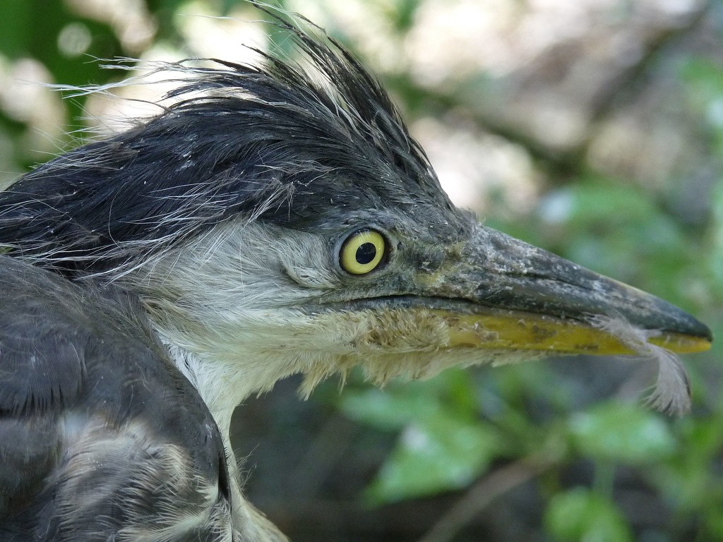 Young Grey Heron Fallen Out of the Nest by kclaire