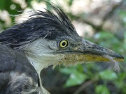 3rd Jun 2021 - Young Grey Heron Fallen Out of the Nest