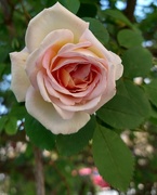 2nd Jun 2021 - The Rose.