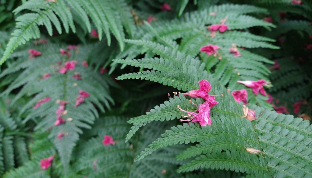 Flowers of Red Chestnut and Fern. by kclaire