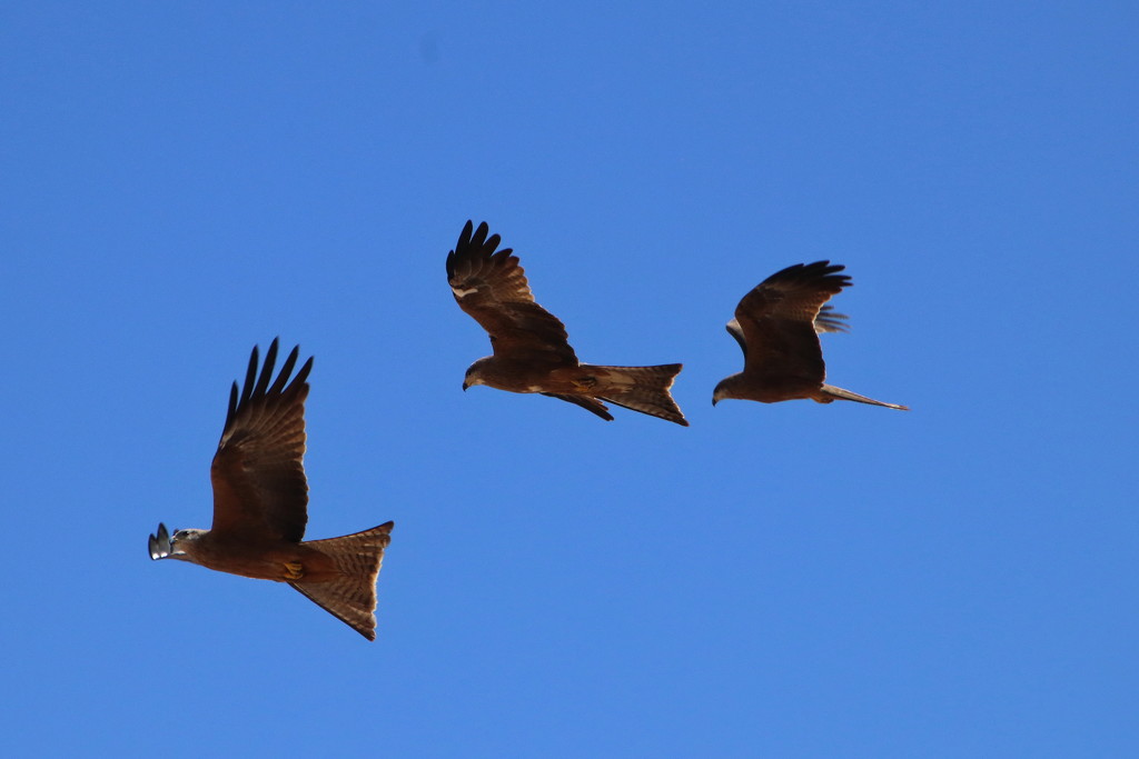 Day 4 - Camooweal and the Whistling Kites by terryliv