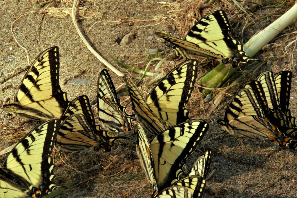 Tiger Swallowtail Butterflies  by radiogirl