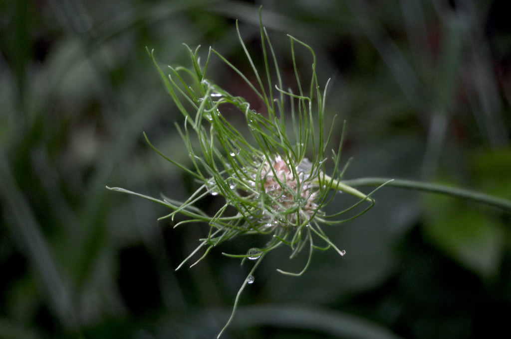 wet wild onion by francoise