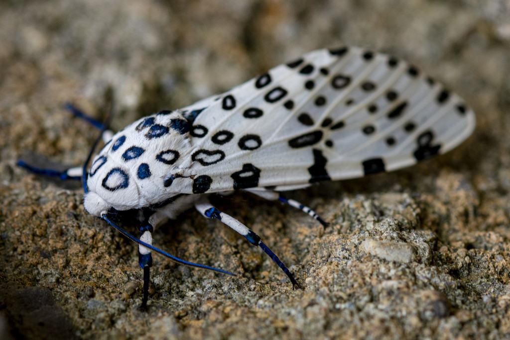 Giant Leopard Moth by cwbill