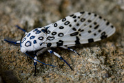 11th Jun 2021 - Giant Leopard Moth