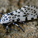 Giant Leopard Moth by cwbill