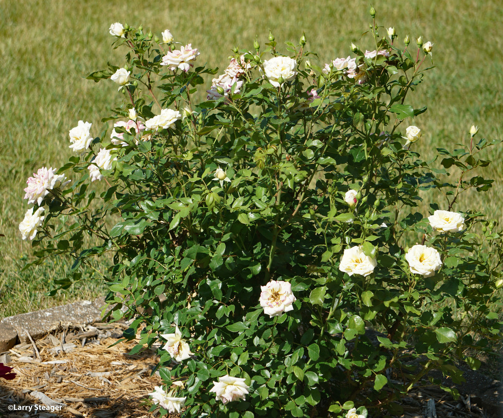 White rose bush by larrysphotos
