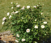 11th Jun 2021 - White rose bush