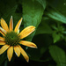 First Coneflower by lstasel