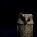 merlin, the owl by summerfield