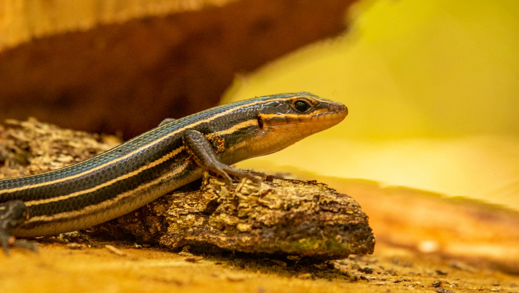Skink Lizard Posed Nicely! by rickster549