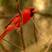 Mr Cardinal Keeping an Eye on the Mrs.! by rickster549