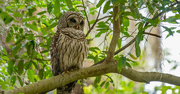 11th Jun 2021 - Barred Owl Getting Ready for Night Time!