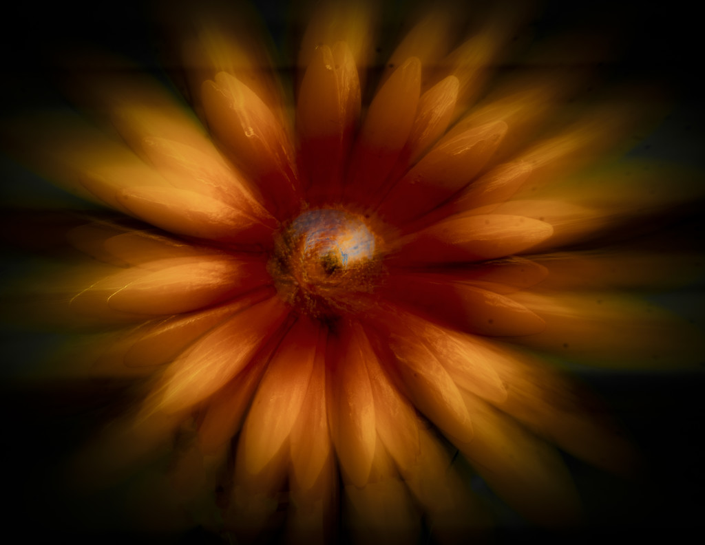 Zoom burst  flower by suez1e