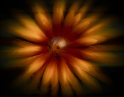 13th Jun 2021 - Zoom burst  flower