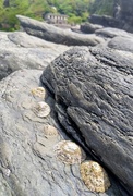 11th Jun 2021 - Limpets 