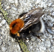 12th Jun 2021 - Bumble Bee 