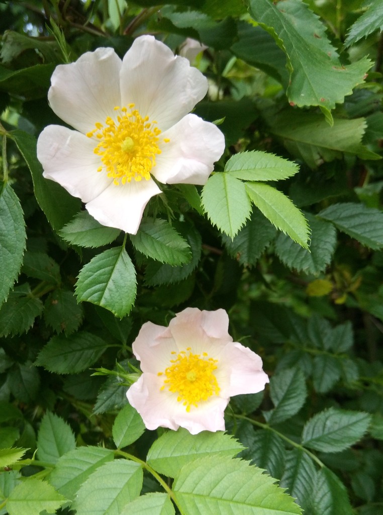 Summer.. dog roses  by 365projectorgjoworboys