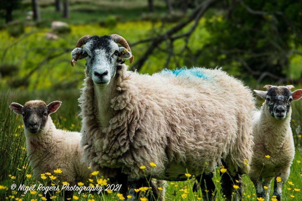 sheep family by nigelrogers