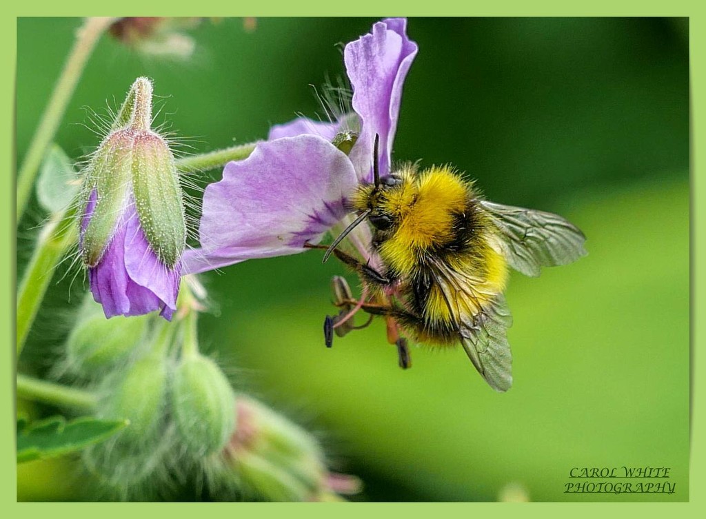 Busy Bee by carolmw