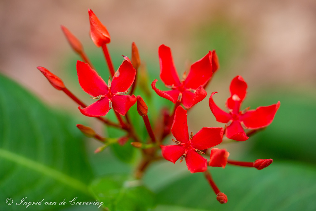 Small Jungle Flame by ingrid01