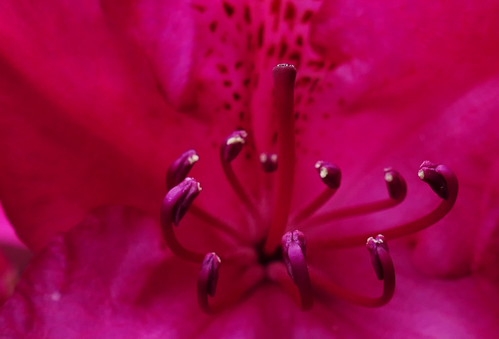 inside rododendronflower by marijbar