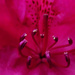 inside rododendronflower by marijbar
