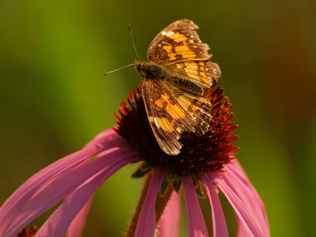 silvery checkerspot butterfly and coneflower  by rminer