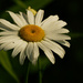 oxeye daisy by rminer