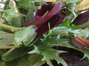 5th May 2021 - Salad leaves