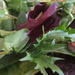 Salad leaves by lellie