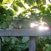 Sunlight peeping through by lellie