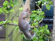 23rd May 2021 - Bad Squirrel is back !